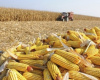 Comercializao da safrinha de milho de 2024 no centro-sul atinge 23,3%